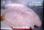 fuguco-tv09.jpg