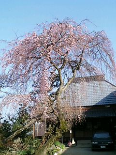 夜桜