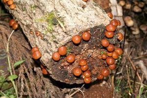 nameko05.jpg