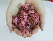 色の違いが直ぐわかるほどキレイな桜の花