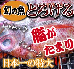 のどぐろは幻の魚