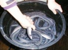これぞ極上うなぎ、ウナギ八幡巻の原料です