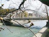 「さくら日記」で使った桜の木の標準木　奥に見えるのが卯辰山に掛かる天神橋