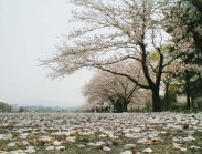 町中、桜の絨毯