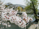 卯辰山に桜でできた橋が掛かる