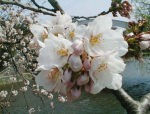 今日の「おいしい店の標準木の桜」です。