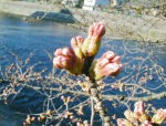 今日の、浅野川河畔「おいしい店の標準木の桜」です。