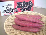 これが加賀野菜、五郎島金時いも