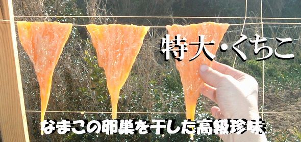 くちこ・特大（干口子）