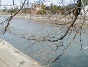今日の、浅野川河畔「おいしい店の標準木の桜」です。