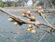 今日の、「おいしい店の標準木の桜」です。