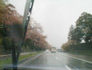 左側の桜が散って、ピンクから花弁の赤色になっています