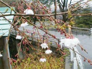 卯辰山のすだれ桜