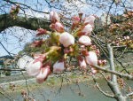 今日の、浅野川河畔「おいしい店の標準木の桜」です。