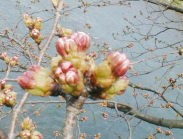 今日の、浅野川河畔「おいしい店の標準木の桜」です。