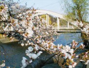 今日の、浅野川河畔「おいしい店の標準木の桜」です。