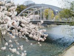 毎日の桜の様子をアップしています。今日は満開！